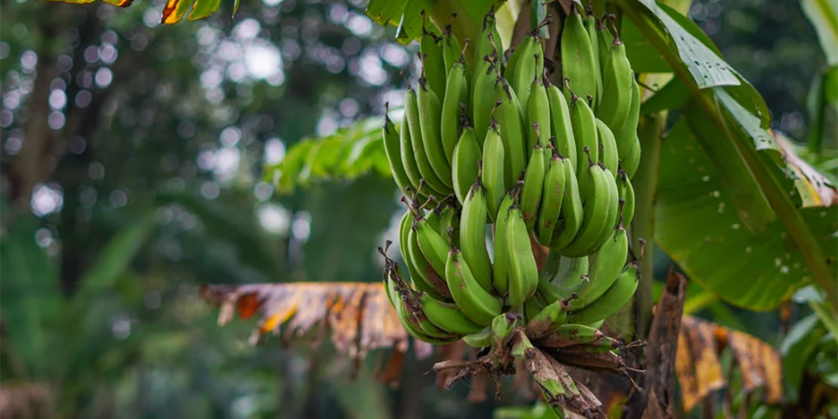 Moko: la minaccia che mette in ginocchio i bananeti dell’America Latina